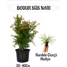 Serada Decor Plant Bodur Süs Narı Fidanı 1 Adet Saksılı/tüplü+ Kurdele Çiçeği Hediyeli Bahçe Peyzaj Seti