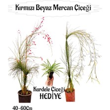 Serada Decor Plant Kırmızı Mercan-Beyaz Mercan Çiçeği 2 Adet+ Kurdele Çiçeği Hediyeli Bahçe Bitkisi