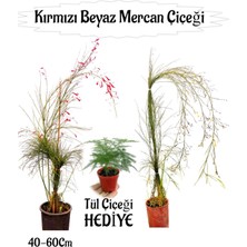 Serada Decor Plant Kırmızı Mercan-Beyaz Mercan Çiçeği 2 Adet+ Tül Çiçeği Hediyeli Bahçe Bitkisi