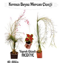 Serada Decor Plant Kırmızı Mercan-Beyaz Mercan Çiçeği 2 Adet+ Yaprak Güzeli Çiçeği Hediyeli Bahçe Bitkisi