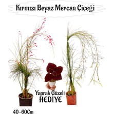 Serada Decor Plant Kırmızı Mercan-Beyaz Mercan Çiçeği 2 Adet+ Yaprak Güzeli Çiçeği Hediyeli Bahçe Bitkisi