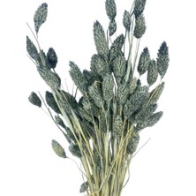 Nettenevime Kuru Çiçek Doğal Kuş Otu Gri Renk 40-50GRAM Şoklanmış Bozulmaz