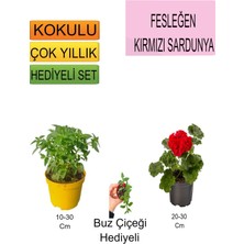 Serada Decor Plant 3'lü Set Fesleğen+ Kırmızı Sardunya+Hediiyelik Buz Çiçeği