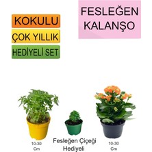 Serada Decor Plant 3'lü Set Fesleğen+Turuncu Kalanşo+Hediyelik Pembe Gül Fidanı