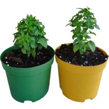 Serada Decor Plant Mis Kokulu 2 Adet Saksılı Fesleğen Çiçeği Fidesi