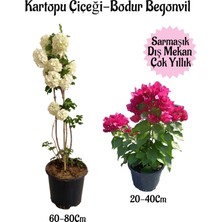 Serada Decor Plant Kartopu Çiçeği 1 Adet +Pembe Bodur Begonvil 1ADET Saksılı Bahçe Peyzaj Seti