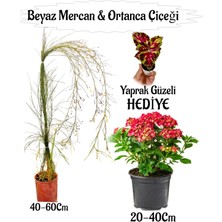 Beyaz Mercan Çiçeği 1 Adet+Kırmızı Ortan Çiçeği 1 Adet Sakıslı+Yaprak Güzeli Hediye