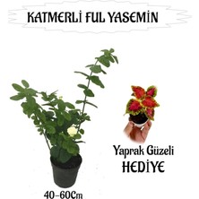 Mis Kokulu Katmerli Ful Yasemin 1 Adet+Yaprak Güzeli Hediyeli