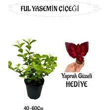 Mis Kokulu Ful Yasemin 1 Adet+Yaprak Güzeli Hediyeli Peyzaj Seti