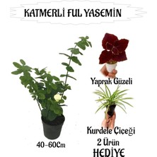 Mis Kokulu Katmerli Ful Yasemin 1 Adet+Yaprak Güzeli-Kurdele Çiçeği  Hediyeli