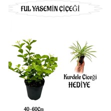 Mis Kokulu Ful Yasemin 1 Adet+Kurdele Çiçeği Hediyeli Peyzaj Seti