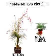 Kırmızı Mercan Çiçeği 1 Adet Sakıslı+Tül Kuşkonmaz Hediye Bahçe Teras Bitkisi