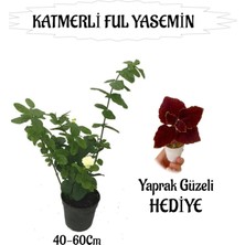 Mis Kokulu Katmerli Ful Yasemin 1 Adet+Bordo Yaprak Güzeli Hediyeli