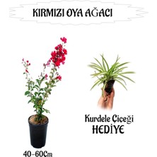 Kırmızı Oya Ağacı Fidanı 1 Adet Saksılı+Kurdele Çiçeği Hediyeli Bahçe Bitkisi