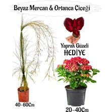 Beyaz Mercan Çiçeği 1 Adet+Kırmızı Ortan Çiçeği 1 Adet Sakıslı+Yaprak Güzeli Hediye