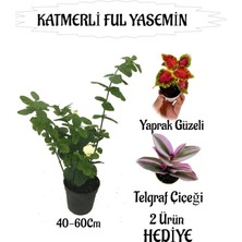 Mis Kokulu Katmerli Ful Yasemin 1 Adet+Yaprak Güzeli-Telgraf Çiçeği  Hediyeli