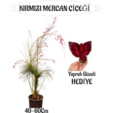 Kırmızı Mercan Çiçeği 1 Adet Sakıslı+Yaprak Güzeli Hediye Bahçe Teras Bitkisi