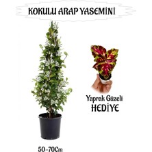 Mis Kokulu Arap Yasemini 1 Adet+Yaprak Güzeli Hediyeli Peyzaj Seti