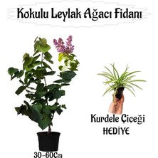 Kokulu Leylak Ağacı Fidanı 1 Adet Saksılı+Kurdele Çiçeği Hediye