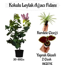 Kokulu Leylak Ağacı Fidanı 1 Adet Saksılı+Yaprak Güzeli-Kurdele Çiçeği Hediye