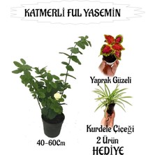 Mis Kokulu Katmerli Ful Yasemin 1 Adet+Yaprak Güzeli-Kurdele Çiçeği  Hediyeli