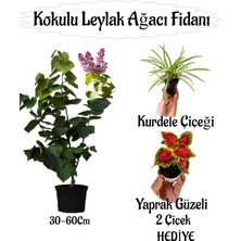 Kokulu Leylak Ağacı Fidanı 1 Adet Saksılı+Yaprak Güzeli-Kurdele Çiçeği Hediye