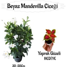 Beyaz Mandevilla Çiçeği 1 Adet Saksılı+Yaprak Güzeli Hediyeli Peyzaj Seti