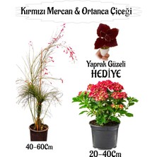 Kırmızı Mercan Çiçeği 1 Adet+Kırmızı Ortan Çiçeği 1 Adet Sakıslı+Yaprak Güzeli Hediye Teras Bitkisi