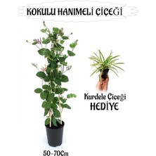 Mis Kokulu Hanımeli Çiçeği 1 Adet+Kurdele Çiçeği Hediye Peyzaj Seti