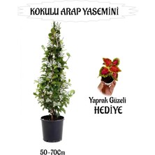 Mis Kokulu Arap Yasemini 1 Adet+Yaprak Güzeli Hediyeli Peyzaj Seti