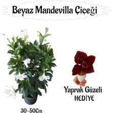Beyaz Mandevilla Çiçeği 1 Adet Saksılı+Yaprak Güzel Hediyeli Peyzaj Seti