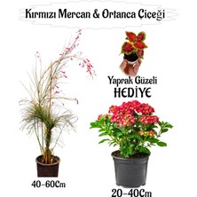 Kırmızı Mercan Çiçeği 1 Adet+Kırmızı Ortan Çiçeği 1 Adet Sakıslı+Yaprak Güzeli Hediye Teras Bitkisi
