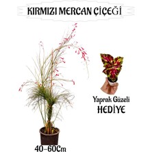 Kırmızı Mercan Çiçeği 1 Adet Sakıslı+Yaprak Güzeli Hediye Bahçe Teras Bitkisi