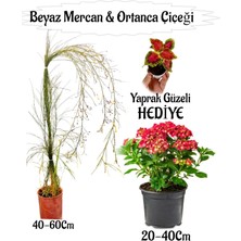 Beyaz Mercan Çiçeği 1 Adet+Kırmızı Ortan Çiçeği 1 Adet Sakıslı+Yaprak Güzeli Hediye