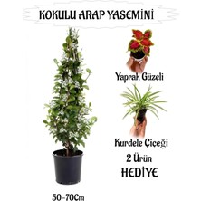 Mis Kokulu Arap Yasemini 1 Adet+Kurdele Çiçeği-Yaprak Güzeli  Hediyeli