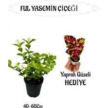 Mis Kokulu Ful Yasemin 1 Adet+Yaprak Güzeli Hediyeli Peyzaj Seti