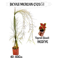 Beyaz Mercan Çiçeği 1 Adet Sakıslı+ Yaprak Güzeli Hediye Bahçe Teras Bitkisi