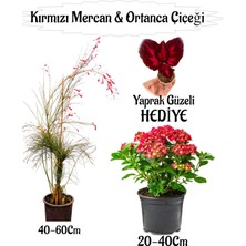 Kırmızı Mercan Çiçeği 1 Adet+Kırmızı Ortan Çiçeği 1 Adet Sakıslı+Yaprak Güzeli Hediye Teras Bitkisi