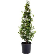 Mis Kokulu Arap Yasemini 1 Adet+Kurdele Çiçeği Hediyeli Peyzaj Seti