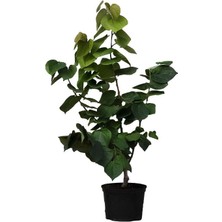 Kokulu Leylak Ağacı Fidanı 1 Adet Saksılı+Tül Kuşkonmaz Çiçeği Hediye