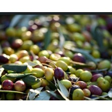 Ören Sofralık Kalamata Yeşil Zeytin