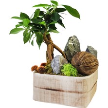 Çiçek Seli Omiya Bonsai & Beton Saksıda Canlı Iç Mekan Bitkileri Salon Cicegi Budanabilir Bonsai Sanatı