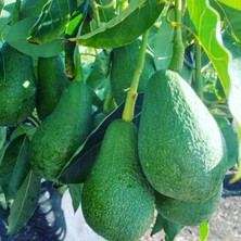 Bakımcı Global Bacon ve Fuerte Avokado Fidanı 3 Yaş İkili Paket Birbirini Tozlayan Çeşitler