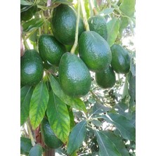 Bakımcı Global 3 Yaş Aşılı Tüplü Zutano Avakado Fidanı