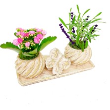 Çiçek Seli Cream Butterfly Serisi Canlı Lavanta ve Kalanchoe & Yüzük Kutulu Beton Saksıda Hediye Canlı Çiçek