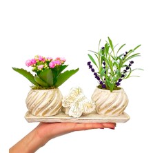 Çiçek Seli Cream Butterfly Serisi Canlı Lavanta ve Kalanchoe & Yüzük Kutulu Beton Saksıda Hediye Canlı Çiçek