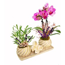 Çiçek Seli Cream Butterfly Serisi Phalaenopsis Orkide ve Canlı Lavanta Yüzük Kutulu Canlı Bitki Çiçek Hediye