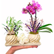 Çiçek Seli Cream Butterfly Serisi Phalaenopsis Orkide ve Canlı Lavanta Yüzük Kutulu Canlı Bitki Çiçek Hediye