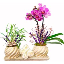 Çiçek Seli Cream Butterfly Serisi Phalaenopsis Orkide ve Canlı Lavanta Yüzük Kutulu Canlı Bitki Çiçek Hediye