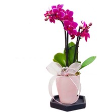 Çiçek Seli Pink Lovely Phalaenopsis Orkide & Mini Orkide Çiçeği Zarif Tasarım Hediye Anneye Sevgiliye